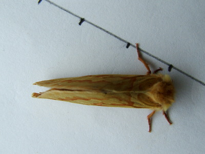 Ghost Moth